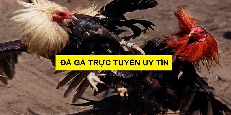 Những điểm nổi bật tạo nên sức hút của đá gà trực tuyến